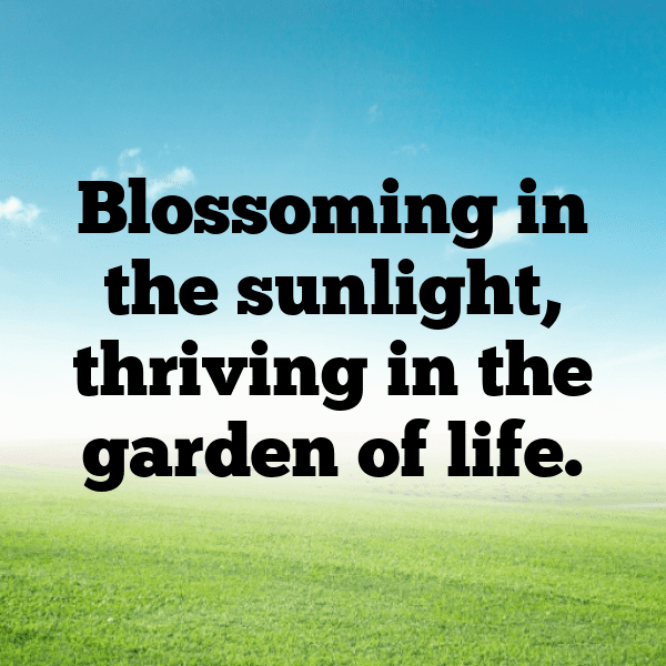 321+ Chrysanthemum Captions For Instagram (Trending, Funny & Top) 3 Chrysanthemum Captions Image For Instagram-kLLWdk