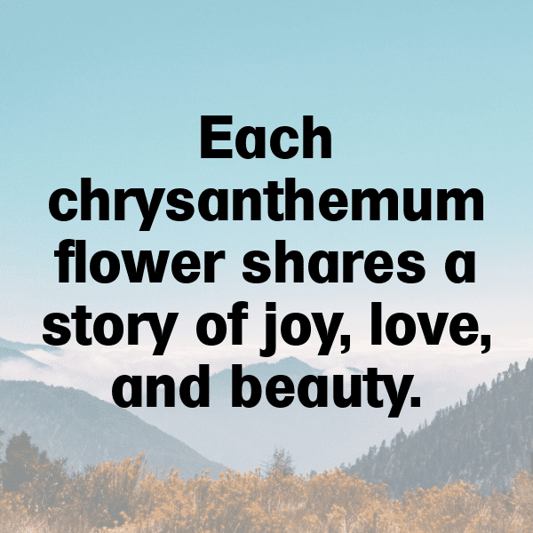 321+ Chrysanthemum Captions For Instagram (Trending, Funny & Top) 5 Chrysanthemum Captions Image For Instagram-rA6871