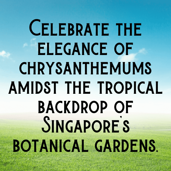 321+ Chrysanthemum Captions For Instagram (Trending, Funny & Top) 12 Chrysanthemum Captions Photo For Instagram-6bbK4T