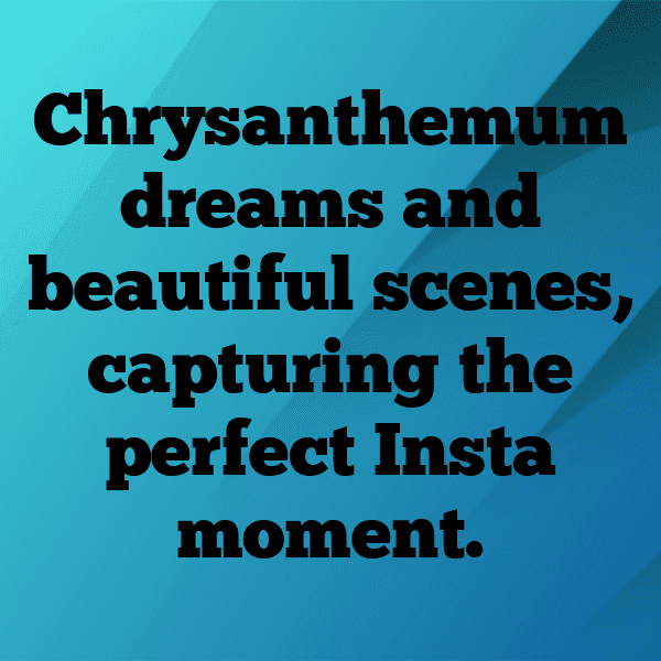 321+ Chrysanthemum Captions For Instagram (Trending, Funny & Top) 4 Chrysanthemum Captions Photo For Instagram-oc2wJR