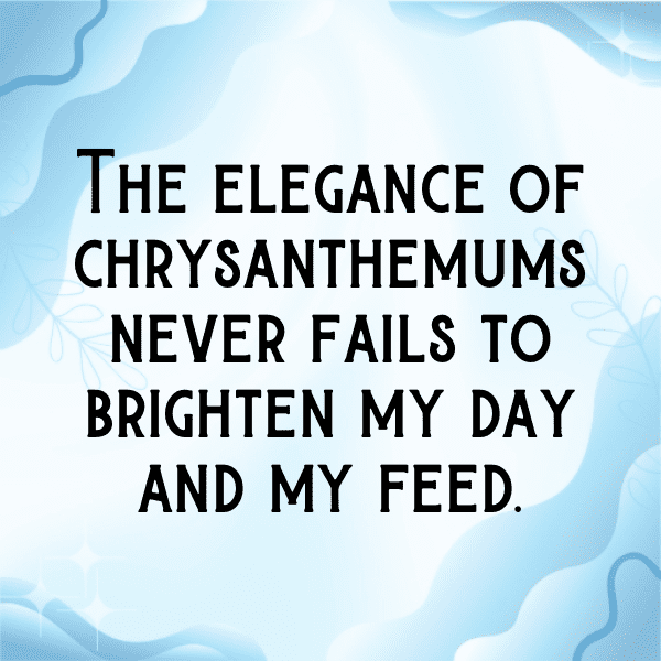 321+ Chrysanthemum Captions For Instagram (Trending, Funny & Top) 11 Chrysanthemum Captions Photo For Instagram-XxG6FA