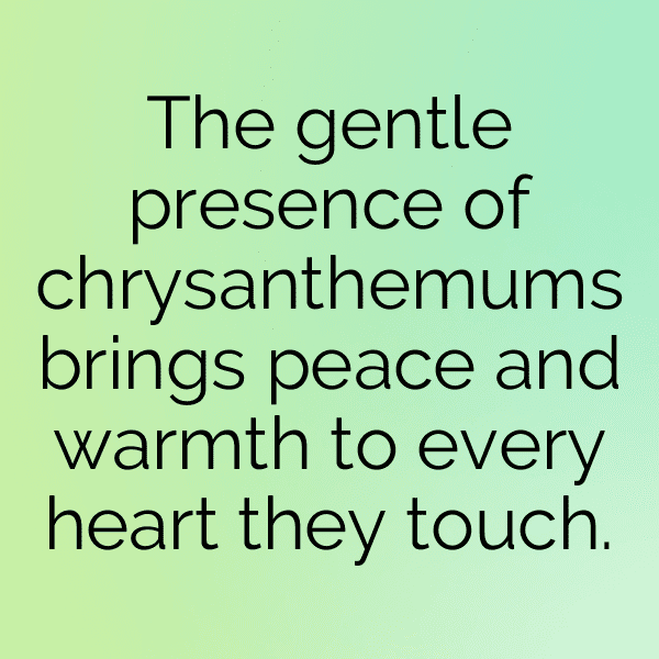 321+ Chrysanthemum Captions For Instagram (Trending, Funny & Top) 13 Chrysanthemum Captions Photo For Instagram-Y5aMU6