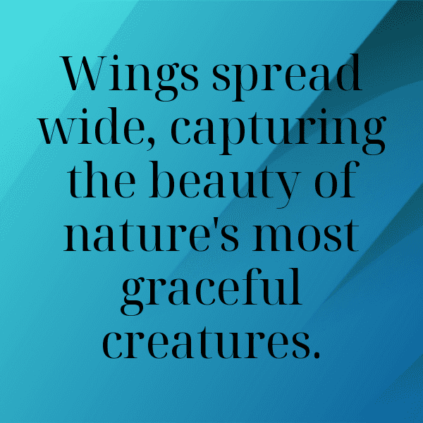 Cockatoo Captions Image For Instagram-5v7jCM