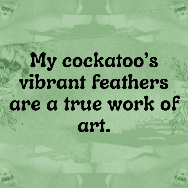 Cockatoo Captions Image For Instagram-k88y14