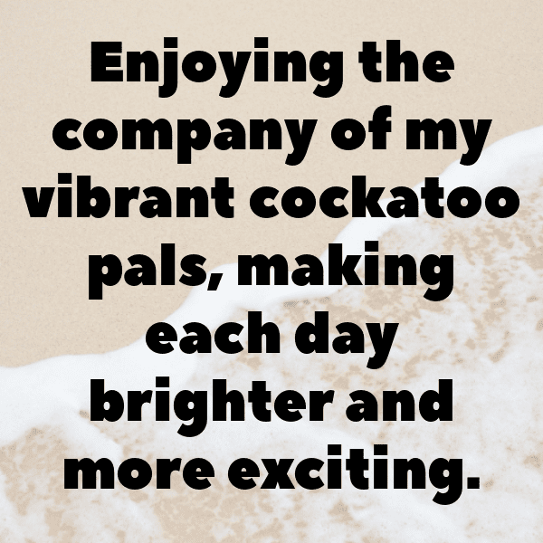 Cockatoo Captions Photo For Instagram-bQjY6r