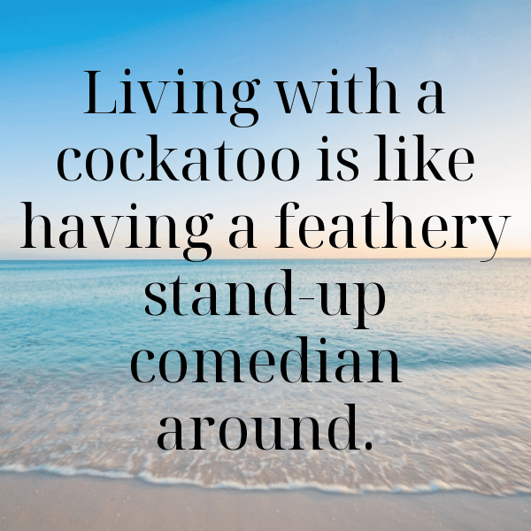 Cockatoo Captions Photo For Instagram-pk2fDH