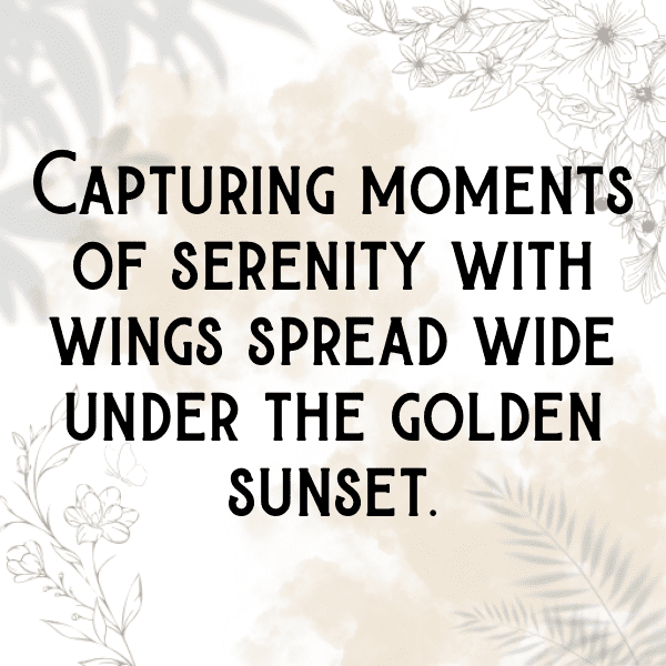 Cockatoo Captions Photo For Instagram-rOoTHO