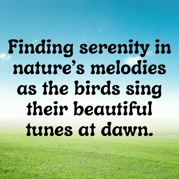 Cockatoo Captions Photo For Instagram-sYFXim