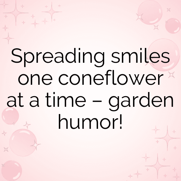 315+ Coneflower Captions For Instagram (Best, Funny & Short) 8 Coneflower Captions Image For Instagram-cERC5w