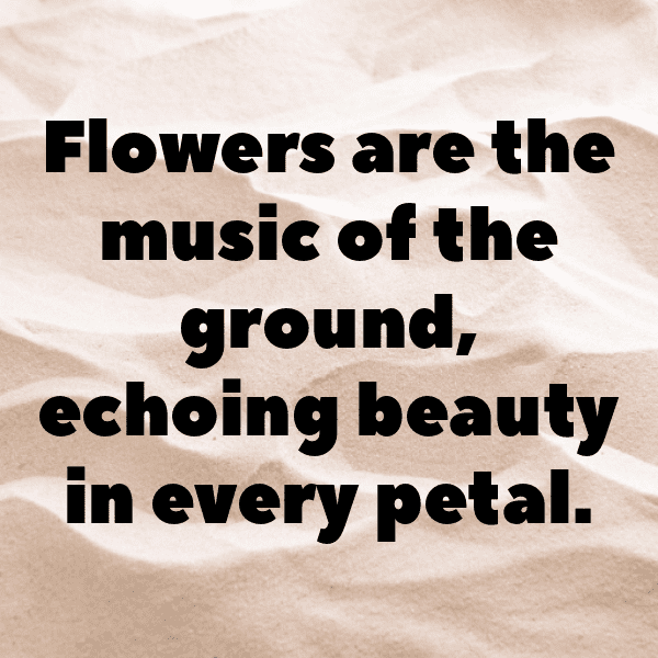 315+ Coneflower Captions For Instagram (Best, Funny & Short) 3 Coneflower Captions Photo For Instagram-kAl4is