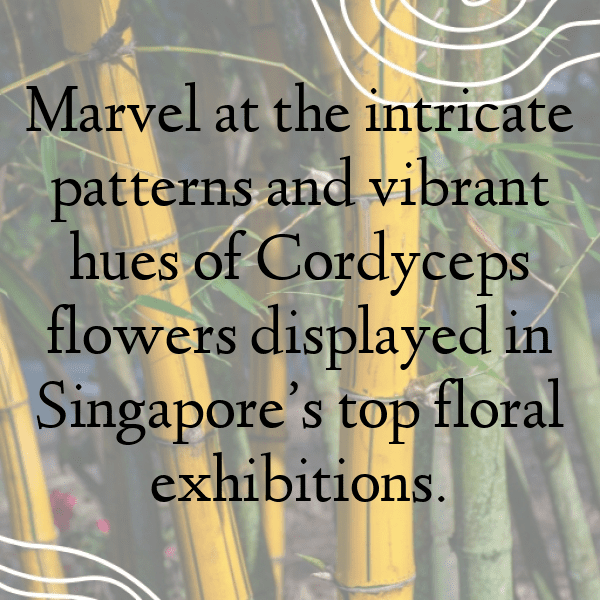 Coreopsis Captions Photo For Instagram-VEsBwC