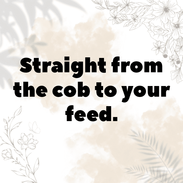 343+ Corn Captions For Instagram (Trending, Funny & Top) 19 Corn Captions Image For Instagram-ZzZiwy