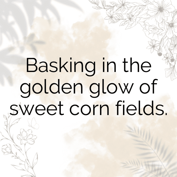 343+ Corn Captions For Instagram (Trending, Funny & Top) 10 Corn Captions Photo For Instagram-0mw9TM