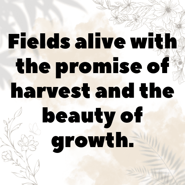 343+ Corn Captions For Instagram (Trending, Funny & Top) 12 Corn Captions Photo For Instagram-WWt0te