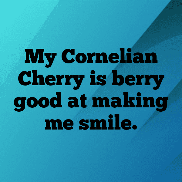 241+ Cornelian Cherry Captions For Instagram (Short, Trending & Viral) 3 Cornelian Cherry Captions Image For Instagram-Aat9Ki