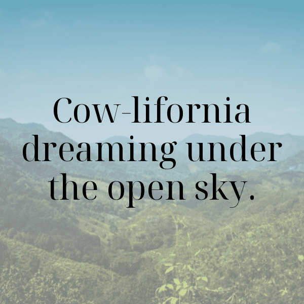 231+ Cow Captions For Instagram In 2025 7 Cow Captions Image For Instagram-Df3SsS