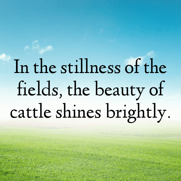 231+ Cow Captions For Instagram In 2025 11 Cow Captions Image For Instagram-T7AhLj