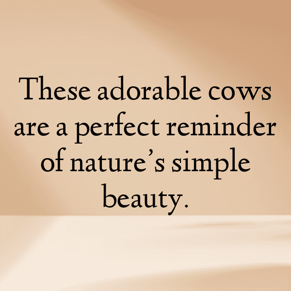 231+ Cow Captions For Instagram In 2025 17 Cow Captions Image For Instagram-XYwnx0