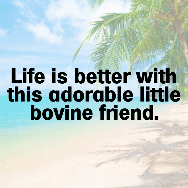 231+ Cow Captions For Instagram In 2025 5 Cow Captions Photo For Instagram-7rMUQl