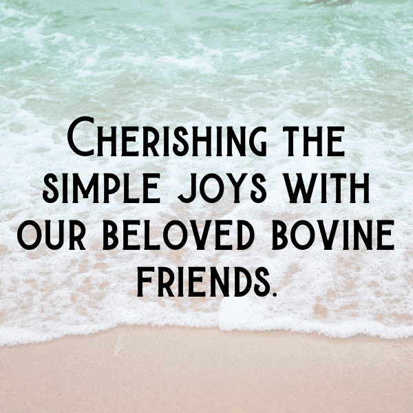 231+ Cow Captions For Instagram In 2025 6 Cow Captions Photo For Instagram-UPTarj