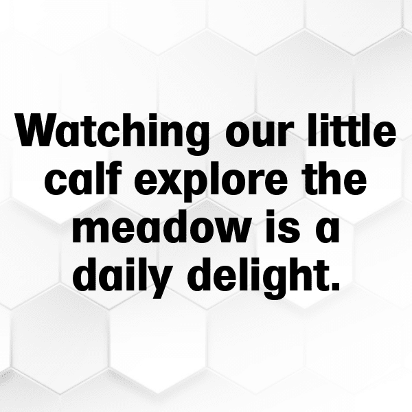 231+ Cow Captions For Instagram In 2025 9 Cow Captions Photo For Instagram-xQGI1n