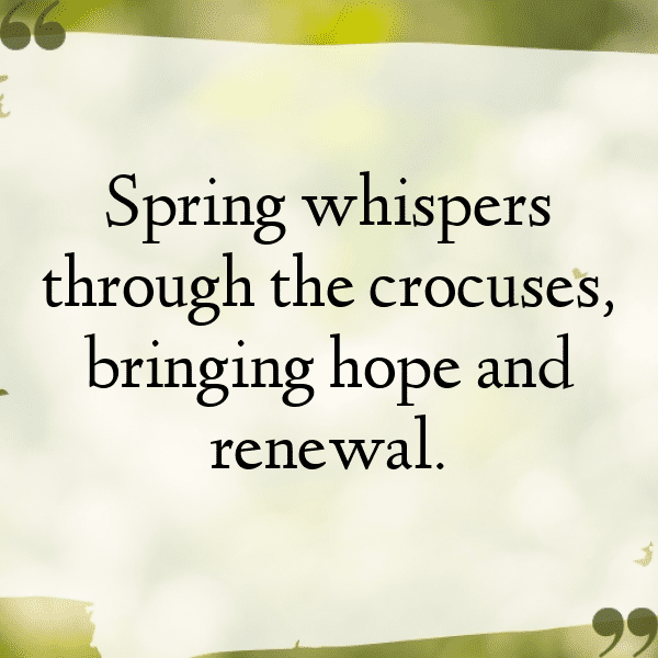 Crocus Captions Image For Instagram-CZX2vY