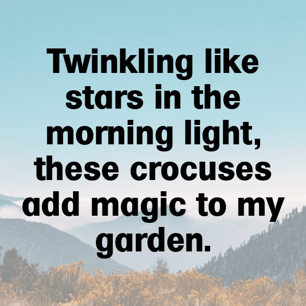 Crocus Captions Image For Instagram-Y39Pjm