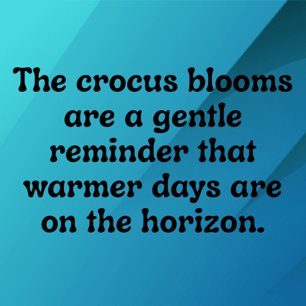 Crocus Captions Photo For Instagram-hiTjmU