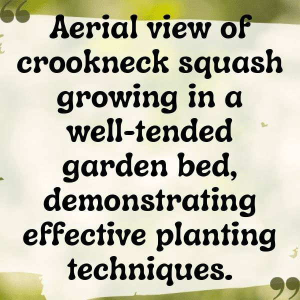 Crookneck Squash Captions Photo For Instagram-rtu1Ka