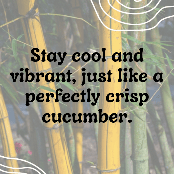 287+ Cucumber Captions For Instagram (Trending, Funny & Top) 4 Cucumber Captions Image For Instagram-eJeBDt