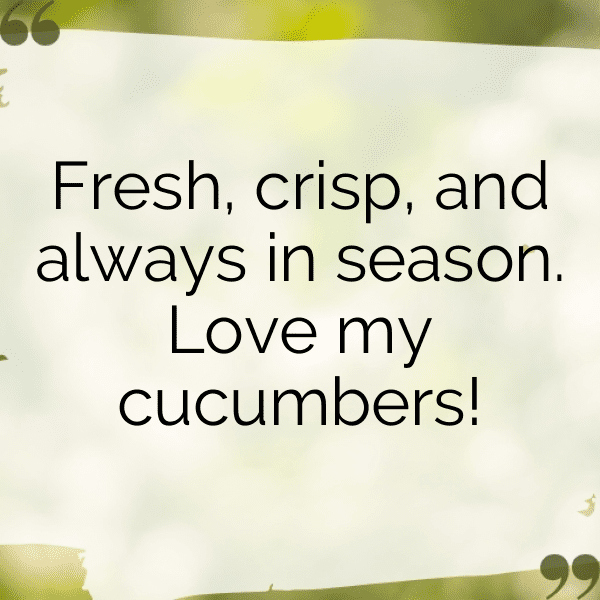 287+ Cucumber Captions For Instagram (Trending, Funny & Top) 7 Cucumber Captions Photo For Instagram-R10zQe