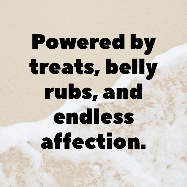 Cute Pet Photos Captions Image For Instagram-Ud9AwW