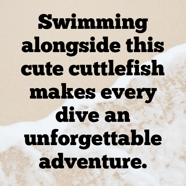 Cuttlefish Captions Image For Instagram-GUkWRm