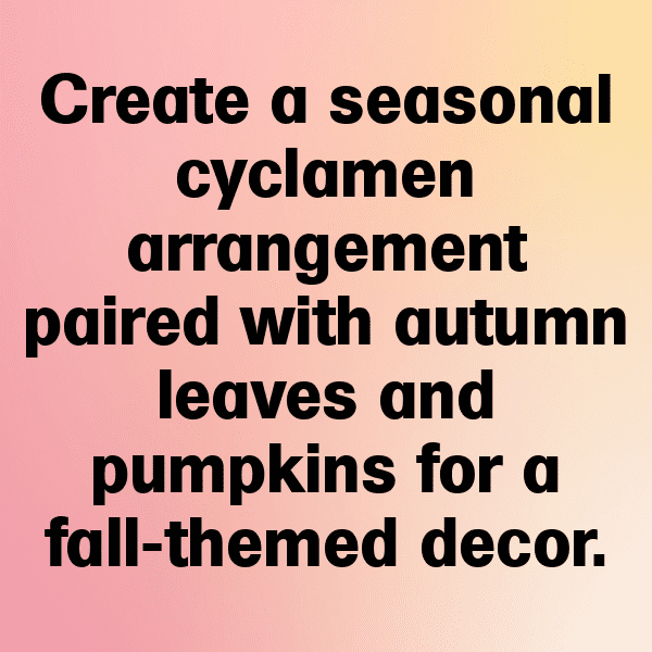 319+ Cyclamen Captions For Instagram (Short, Trending & Viral) 7 Cyclamen Captions Image For Instagram-m7mqrU