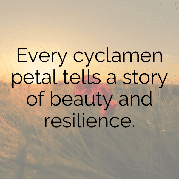 319+ Cyclamen Captions For Instagram (Short, Trending & Viral) 3 Cyclamen Captions Photo For Instagram-VAjrKN