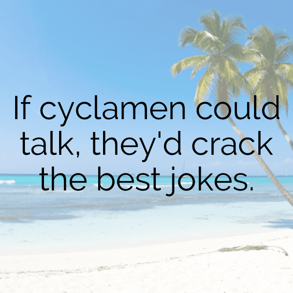 319+ Cyclamen Captions For Instagram (Short, Trending & Viral) 4 Cyclamen Captions Photo For Instagram-Vm8ln6