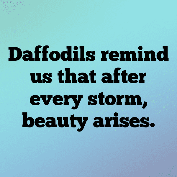 Daffodil Captions Image For Instagram-aHwllY