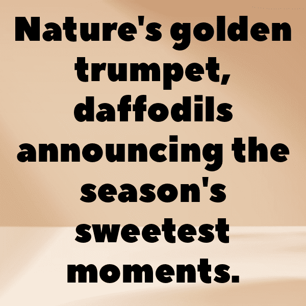 Daffodil Captions Photo For Instagram-dfL4Pe