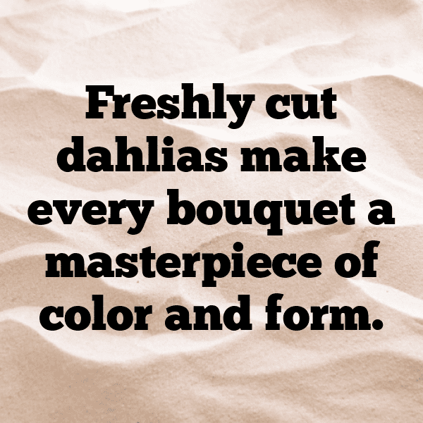 Dahlia Captions Image For Instagram-fnNiiD