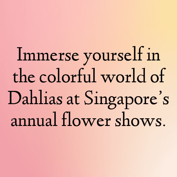 Dahlia Captions Image For Instagram-gxsGls