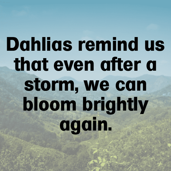 Dahlia Captions Photo For Instagram-ceJwMJ