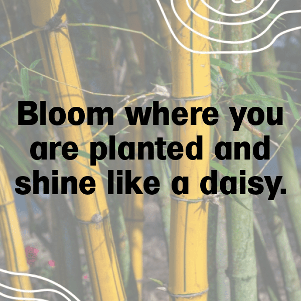 Daisy Captions Image For Instagram-t1yNhP