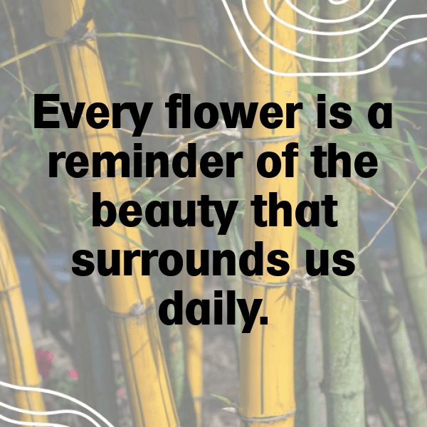 Dandelion Greens Captions Photo For Instagram-2yMNW8