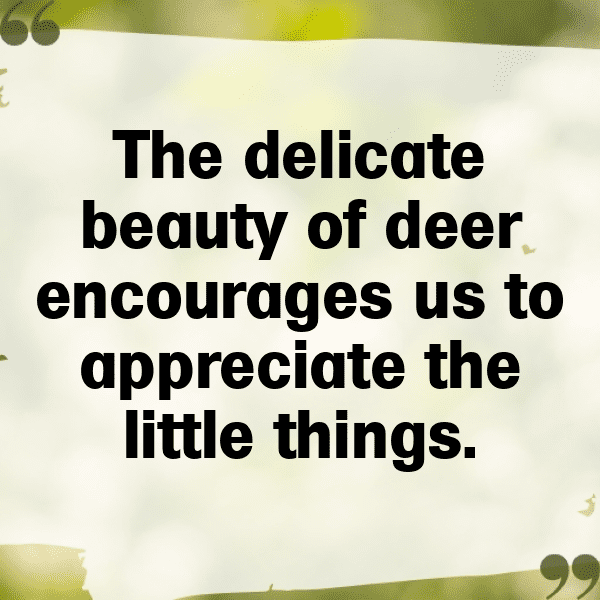 341+ Deer Captions For Instagram (Fresh & Trendy) 3 Deer Captions Image For Instagram-JQiKjn