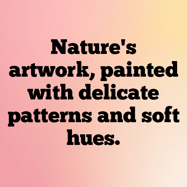 341+ Deer Captions For Instagram (Fresh & Trendy) 11 Deer Captions Image For Instagram-mW9pYt