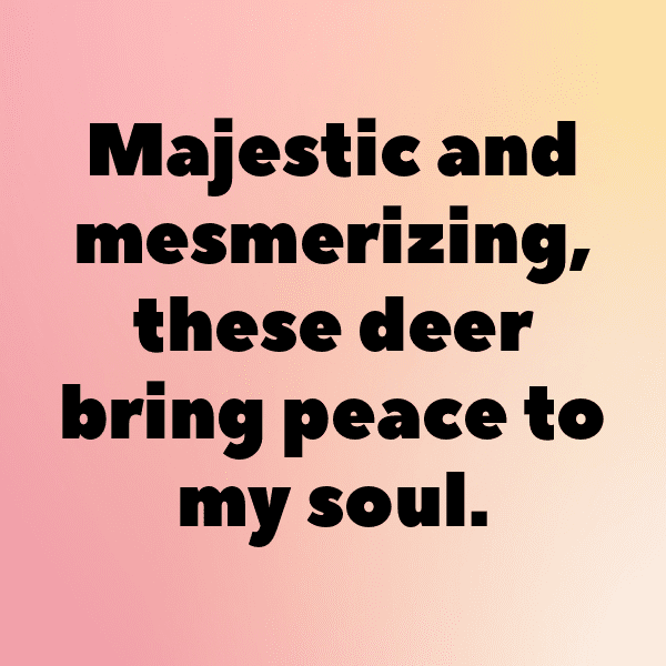 341+ Deer Captions For Instagram (Fresh & Trendy) 4 Deer Captions Photo For Instagram-nz5b7T