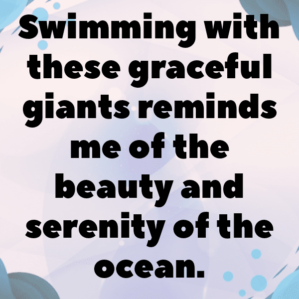 254+ Dolphin Captions For Instagram (Fresh & Trendy) 11 Dolphin Captions Image For Instagram-oVrKdV