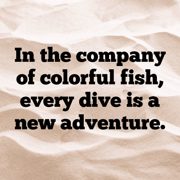 254+ Dolphin Captions For Instagram (Fresh & Trendy) 13 Dolphin Captions Photo For Instagram-vdP86d