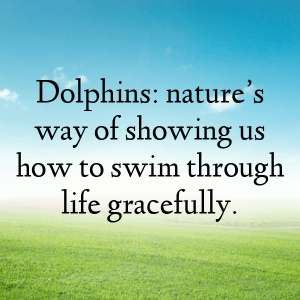 254+ Dolphin Captions For Instagram (Fresh & Trendy) 3 Dolphin Captions Photo For Instagram-YPrYMn