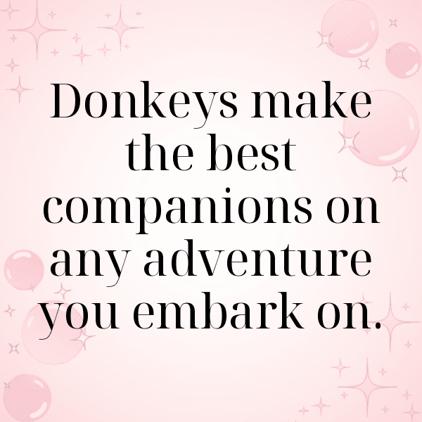 Donkey Captions Photo For Instagram-BoGwyB